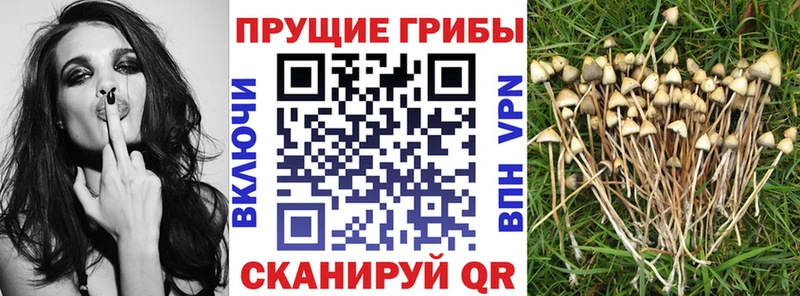 Купить где  Славск  Псилоцибиновые грибы Cubensis 